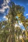 Sun rays are absorbed by Cypress trees in flooded Florida swamps, branches draped with Spanish moss Art Print
